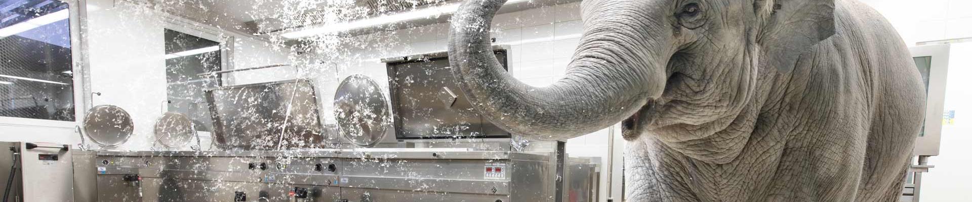 Inside Plan Küche mit Elefant